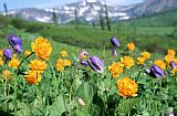 Others Wild Flowers