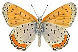 Others Bronze Copper Butterfly