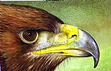 Paul Dene Marlor Golden Eagle