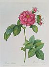Pierre Joseph Redoute Rosa Turbinata