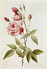 Pierre Joseph Redoute Rosa Indica Vulgaris