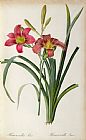 Pierre Joseph Redoute Hemerocallis fulva