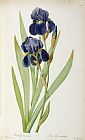 Pierre Joseph Redoute Iris Germanica