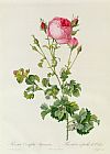 Pierre Joseph Redoute Rosa Centifolia Bipinnata