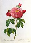 Pierre Joseph Redoute Rosa Gallica Aurelianensis