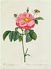 Pierre Joseph Redoute Rosa Gallica Flore Marmoreo