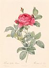Pierre Joseph Redoute Rosa Gallica Pontiana