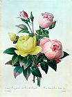 Pierre Joseph Redoute Rosa Lutea and Rosa Indica