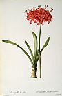 Pierre Redoute Amaryllis Curvifolia