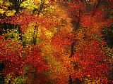 Raymond Gehman Colorful Beech Trees in a Foggy Rain
