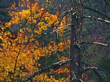 Raymond Gehman Dead Tree Trunk with Backdrop of Colorful Tree in Autumn Hues