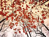 Raymond Gehman Red Maple And Autumn Sky