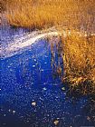 Raymond Gehman Water Lilies Wind Whipped Foam And Wire Grass at The Lakes Edge Near Lake Waccamaw