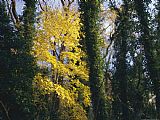 Raymond Gehman Yellow Fall Foliage on Maple Trees And Ivy Entwined Tree Trunks