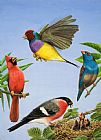 RB Davis Tropical Birds
