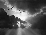 Robert Foster Flight To Glory