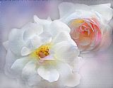 Robert Foster Soft Roses