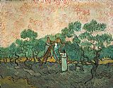 Vincent van Gogh The Olive Pickers