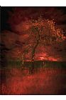 Zygmunt Kozimor Bloody tree
